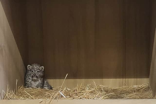The cub is the first of its kind to be born at the zoo in its 94-year history. Photo: Chester Zoo