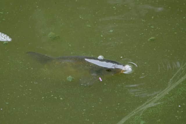 A fish in the 'green' lake last week. Image by Andy Compton