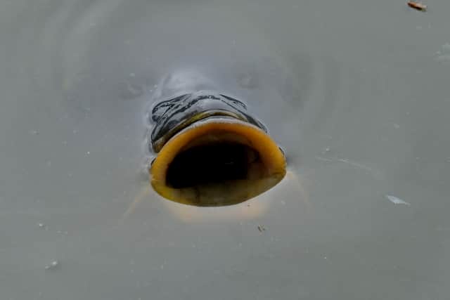One of the fish gasping for air in Llandrindod Wells lake. Image by Andy Compton