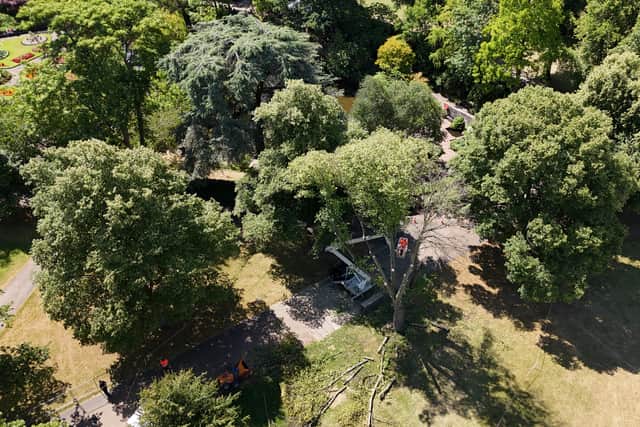 The tree has been removed from The Quarry. Picture: Shrewsbury Town Council