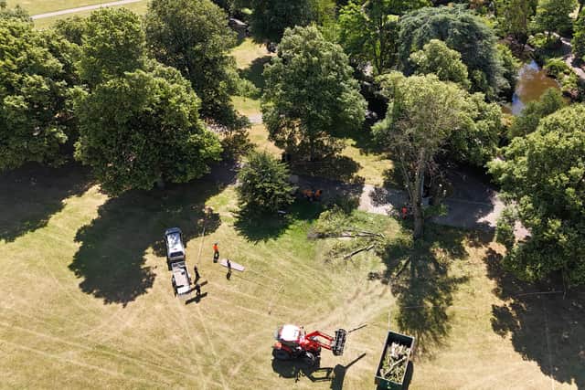 The tree has been removed from The Quarry. Picture: Shrewsbury Town Council