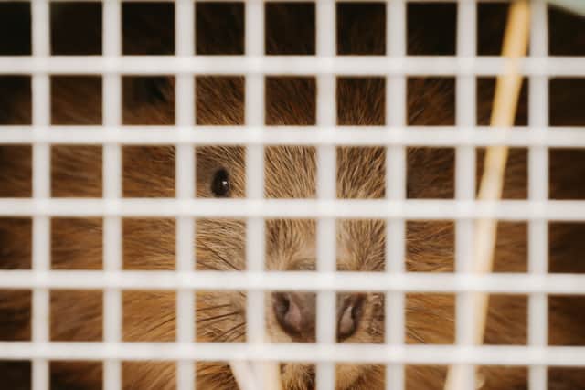 The beavers arrived at the site earlier this year
