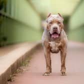 An American Bully XL dog. 
