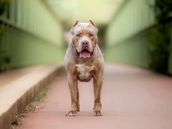 An American Bully XL dog.