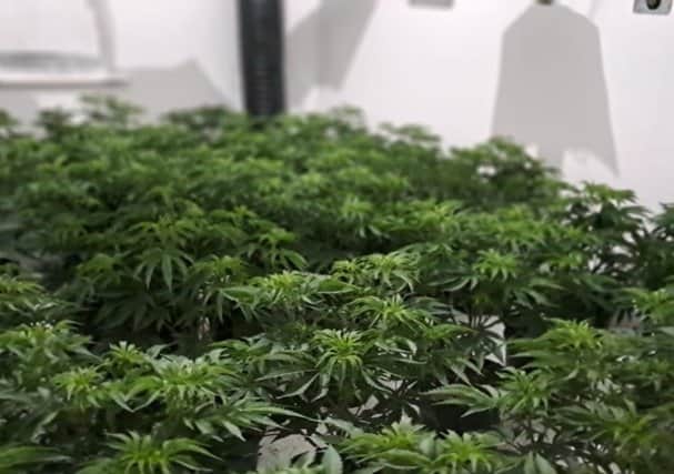 The plants discovered by officers. Picture: Shifnal and Albrighton Police