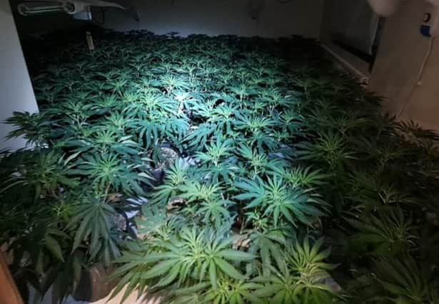 The plants discovered by officers. Picture: Shifnal and Albrighton Police