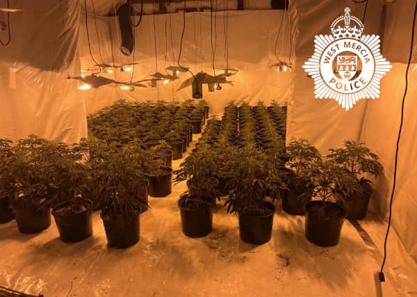 Plants discovered at the property. Picture: West Mercia Police