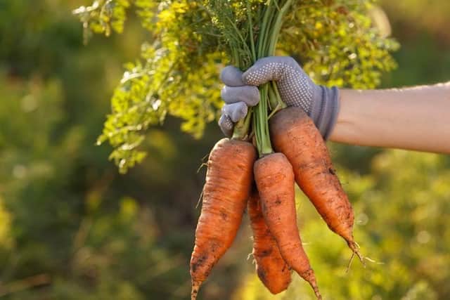 Biology students weren’t expecting a question about carrots in their GCSE exam (Alter_photo/Getty Images)