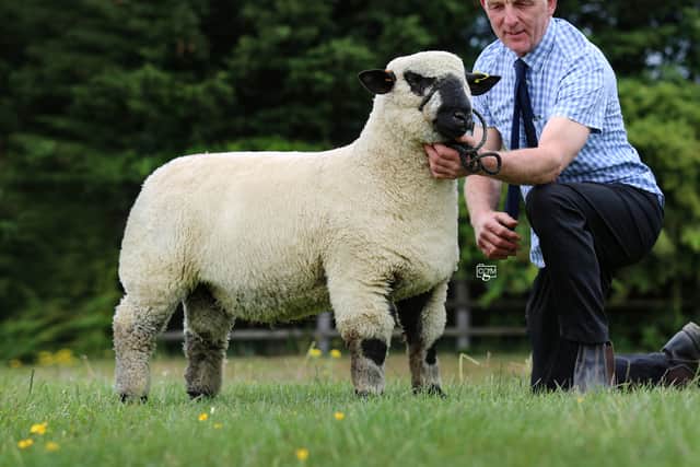 Top priced ram lamb at 2400gns from Graham and Judith Galbraith.