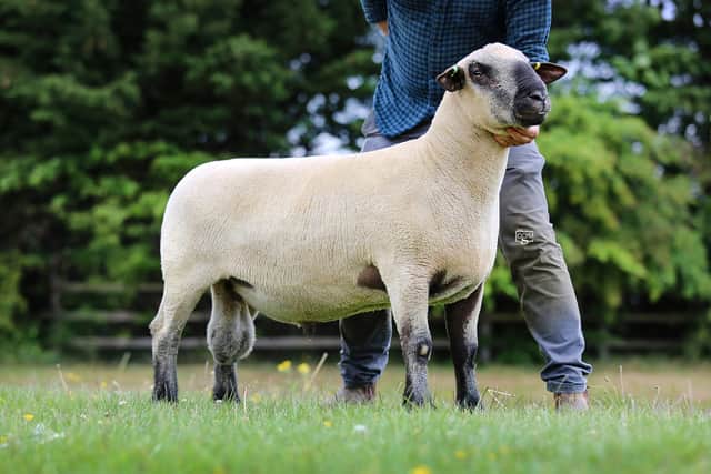 The Derryman family realized 2150gns for their shearling ram.
