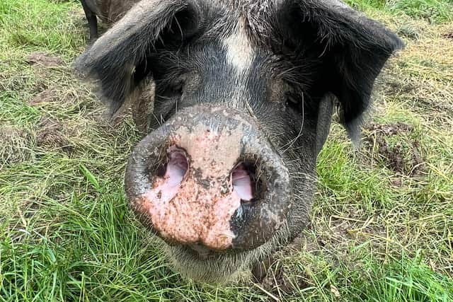 Meet the pigs