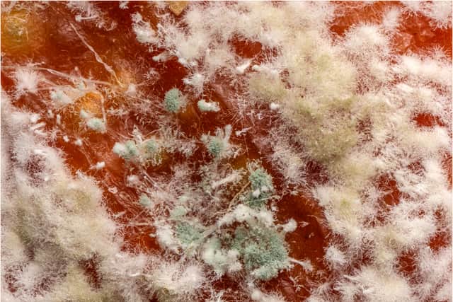 Runner up: Ian Rowley - Mouldy Satsuma