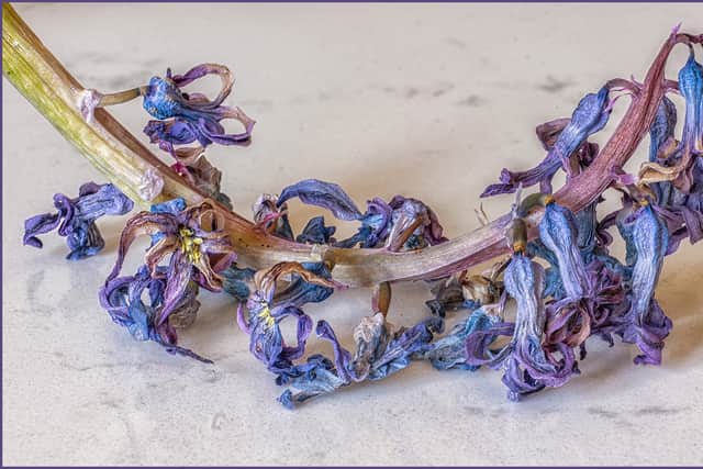 Alan Fowler - Blue Hyacinth