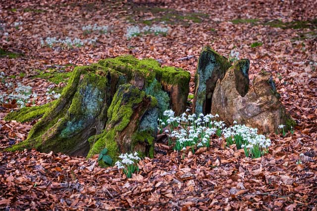 4. Chris Lewis - From Decay Springs Life