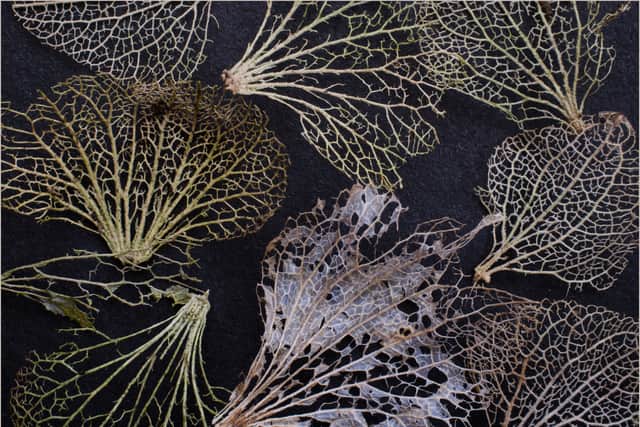 HC. Mark Jones - Delicate Decay