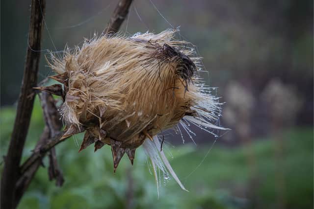 HC. Stephen Haycock - The Last Days of a Cardoon