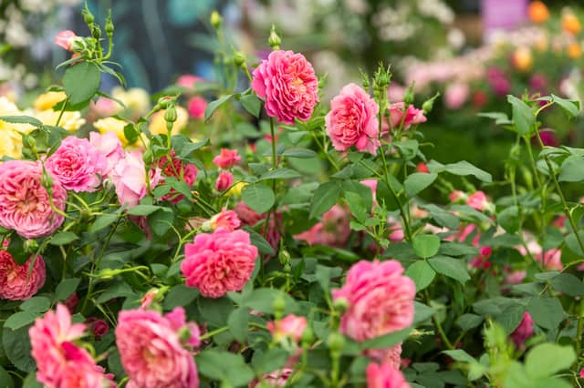David Austin Roses. Photo: ILG X PAB
