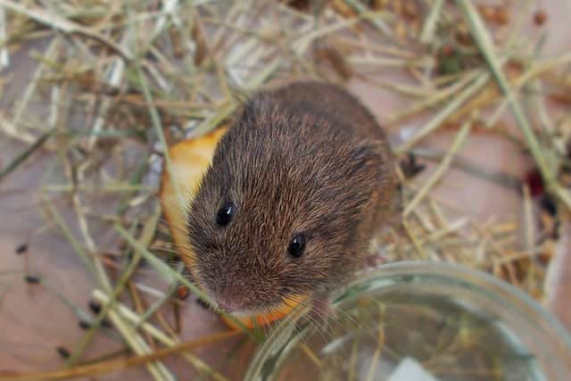 Short-tailed field vole