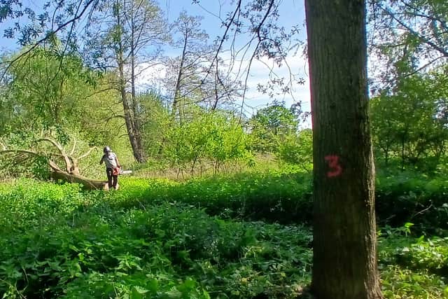A felled willow in Soulton Wood