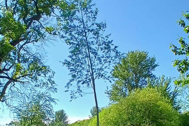 The next generation of cricket bat willows growing in Soulton Wood, which will be harvested years into the future