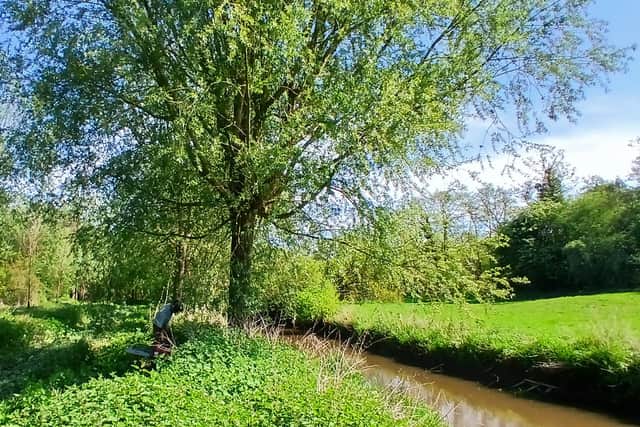 A forester preparing to fell o willow for cricket bats in Soulton Wood
