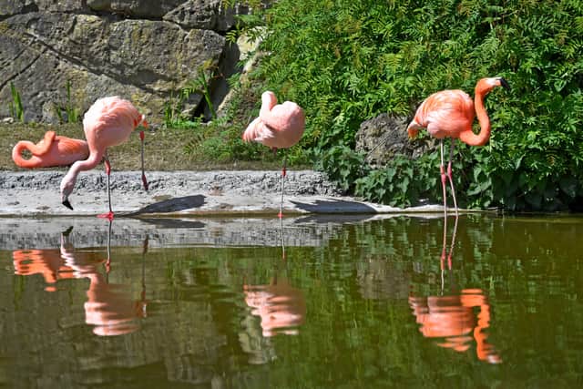 Flamingos enjoying the hot weather at Dudley Zoo. Photo: Tim Sturgess
