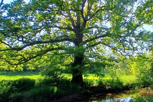 An ancient oak close by the "murmuring stream... Under an oak whose antique root peeps out Upon the brook that brawls along this wood"