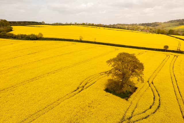 A sea of yellow can be seen around many parts of Shropshire as the sunny weather helps the rapeseed to bloom