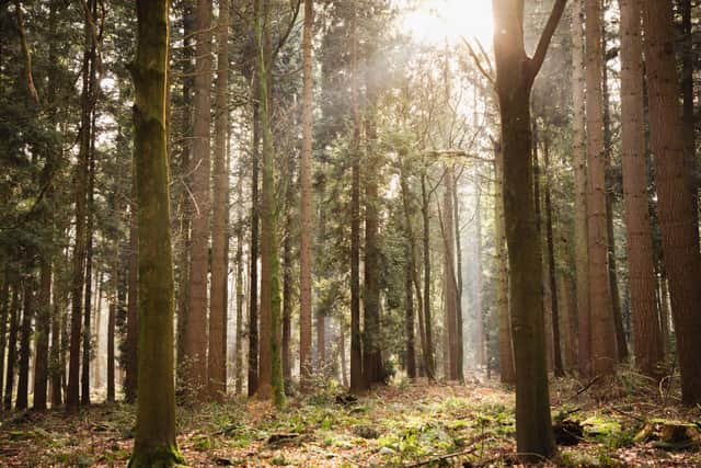 Bradford Estates woodland