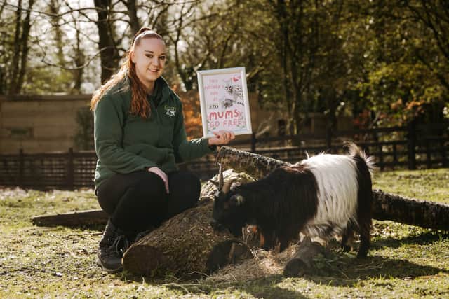 The zoo is expecting some baby goats to be born in time for Mother's Day. Pictured is Mel Garton