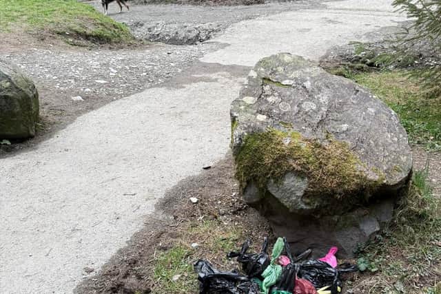 Bags of dog poo at the Hafren Forest beauty spot. Picture: Mat Edwards