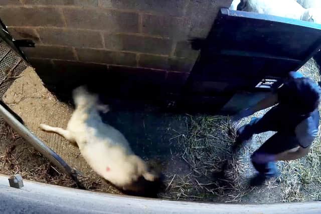 A worker at a halal abattoir, beating and kicking sheep through a gate, Arley, Warks.
