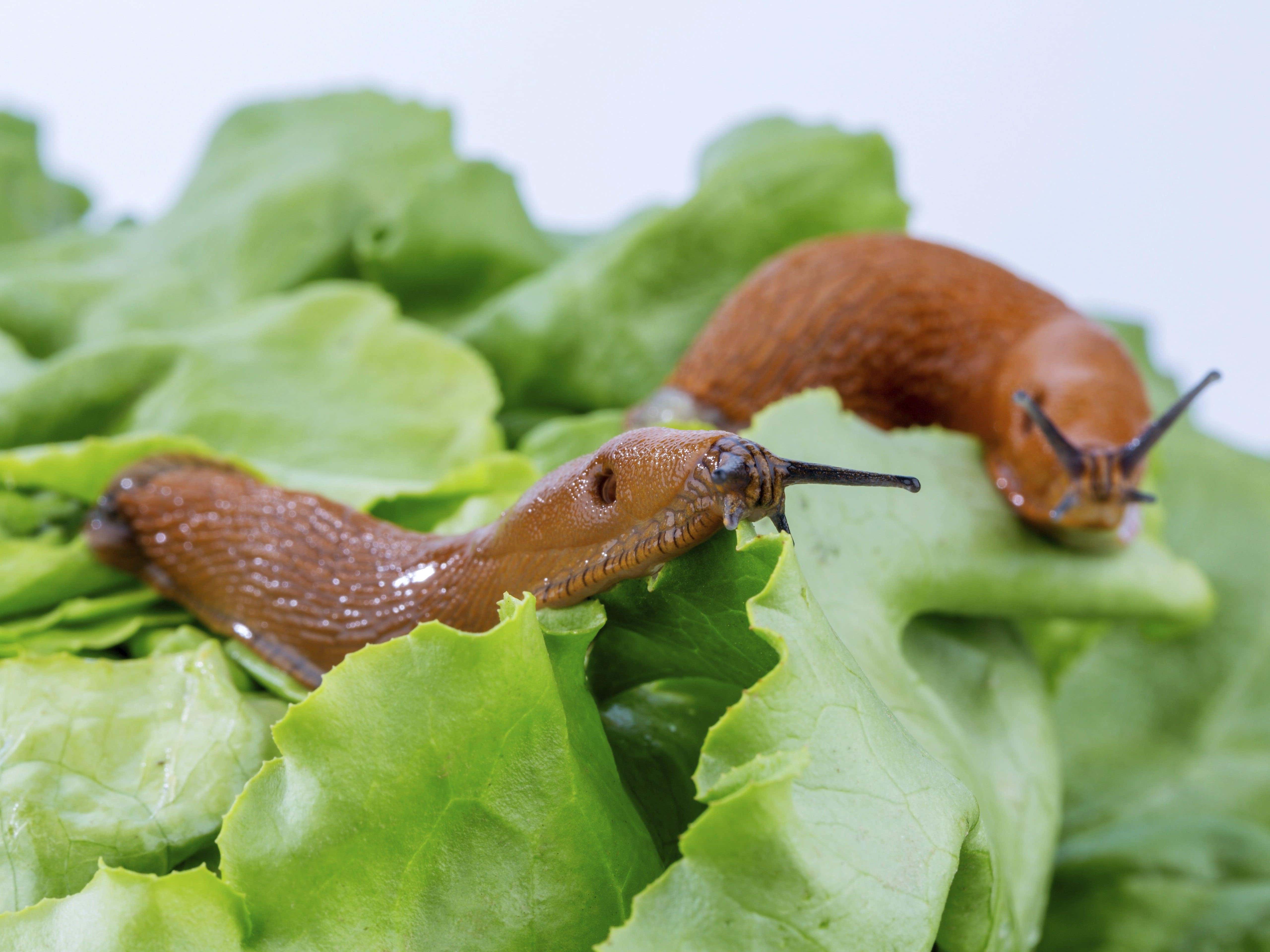 Sluggish year for slugs as experts predict fewer numbers this spring