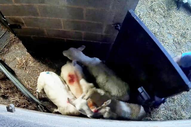A worker at a halal abattoir, beating and kicking sheep through a gate, Arley, Warks.