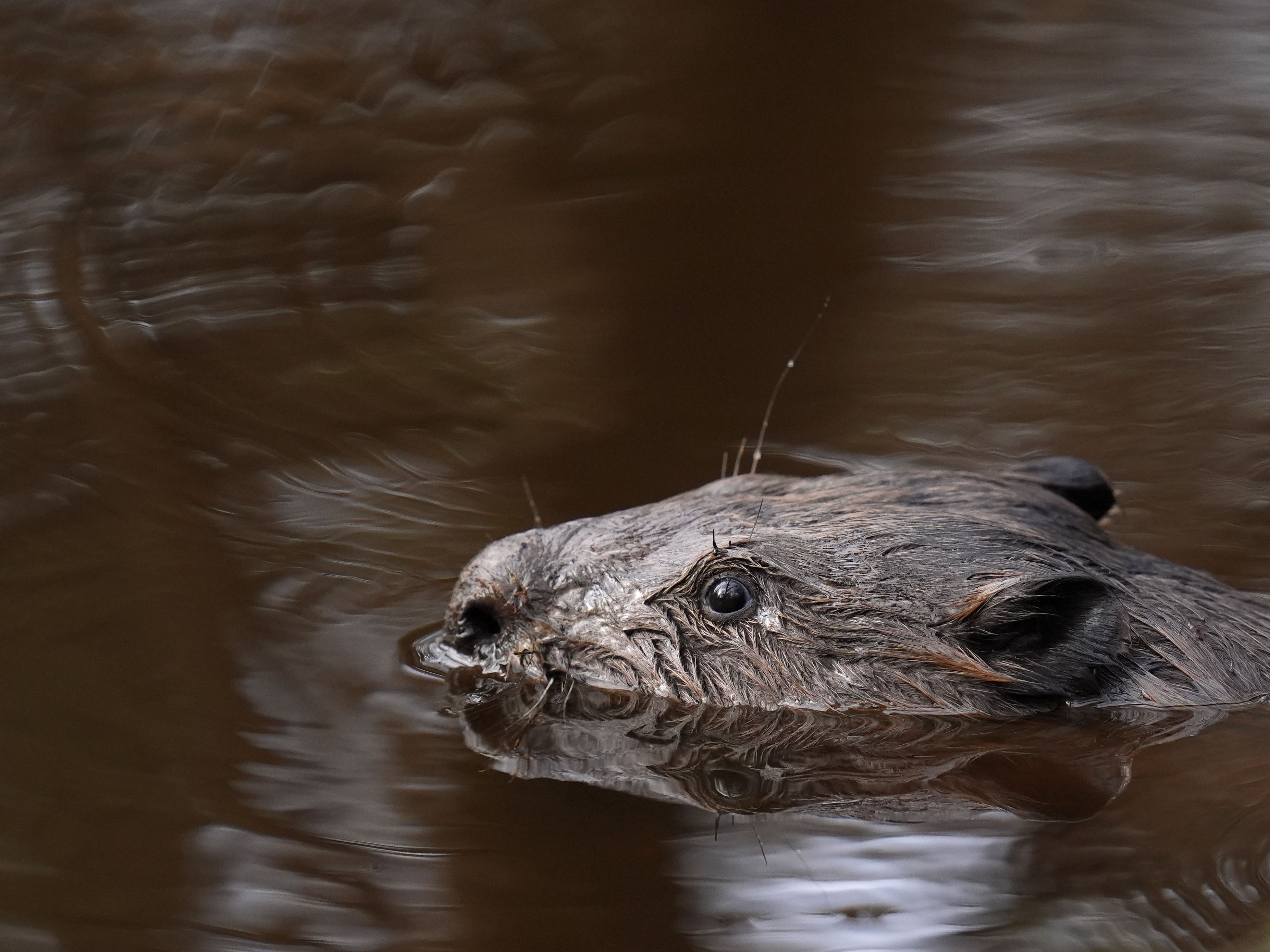 ‘Watershed’ moment as first legal wild release of beavers in England ...