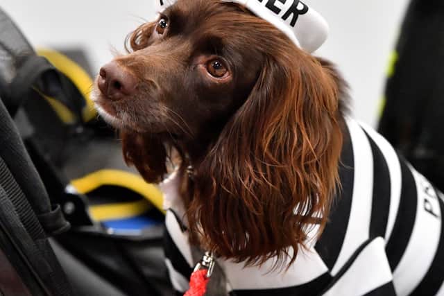 First day of Crufts at NEC, Birmingham