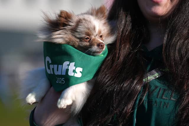 Amber, who is a Pomeranian arrives with her owner on the first day of the Crufts Dog Show at the National Exhibition Centre (NEC) in Birmingham. Picture date: Thursday March 6, 2025. PA Photo. See PA story ANIMALS Crufts. Photo credit should read: Joe Giddens/PA Wire