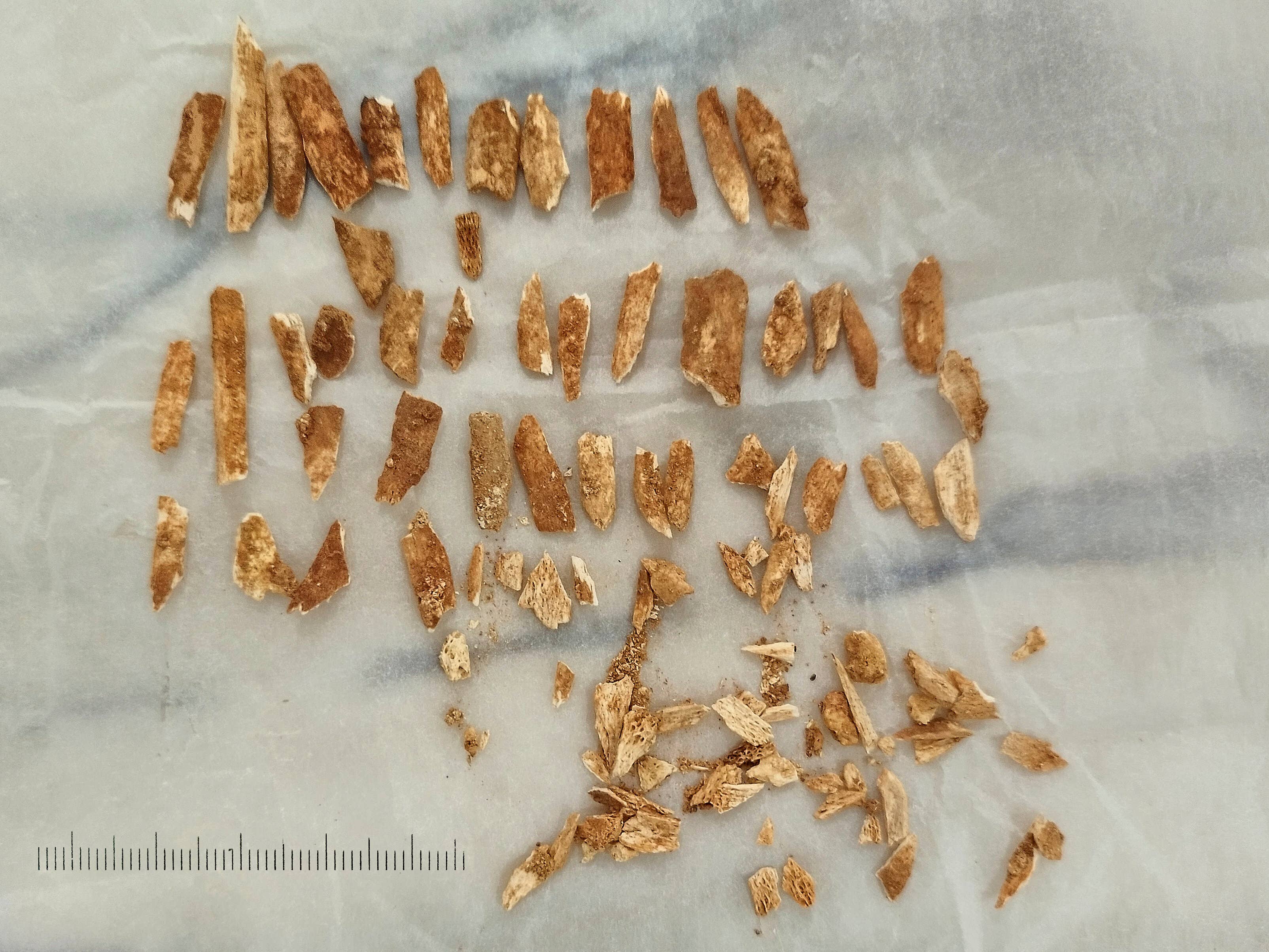 Scientists date remains of child that resembles both humans and ...