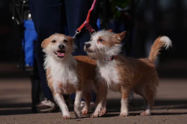 Dogs and owners arrive on the first day of the Crufts Dog Show at the National Exhibition Centre (NEC) in Birmingham. Picture date: Thursday March 6, 2025. PA Photo. See PA story ANIMALS Crufts. Photo credit should read: Joe Giddens/PA Wire