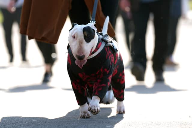 An English Bull Terrier arrives with it's owner on the first day of the Crufts Dog Show at the National Exhibition Centre (NEC) in Birmingham. Picture date: Thursday March 6, 2025. PA Photo. See PA story ANIMALS Crufts. Photo credit should read: Joe Giddens/PA Wire