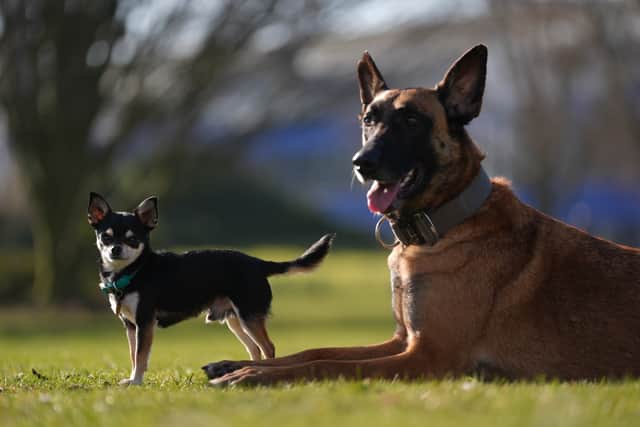 Bug, who is a Chihuahua (left) and Genie, who is a Belgian Malinois arrive on the first day of the Crufts Dog Show at the National Exhibition Centre (NEC) in Birmingham. Picture date: Thursday March 6, 2025. PA Photo. See PA story ANIMALS Crufts. Photo credit should read: Joe Giddens/PA Wire