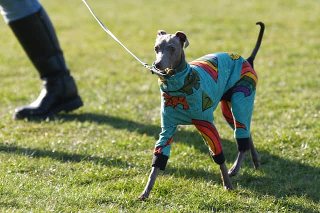 Dogs and owners arrive on the first day of the Crufts Dog Show at the National Exhibition Centre (NEC) in Birmingham. Picture date: Thursday March 6, 2025. PA Photo. See PA story ANIMALS Crufts. Photo credit should read: Joe Giddens/PA Wire