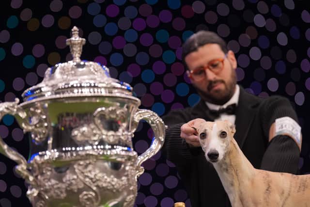 Whippet Miuccia, winner of the Best in Show final at the Crufts Dog Show