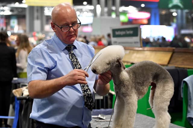 Dog owners made last minute alterations to their companions coats