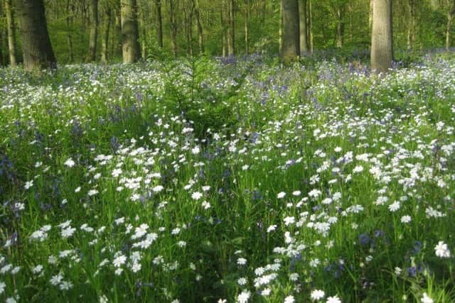 Soulton Wood, inspiration to Thomas Lodge Jr and hence William Shakespeare