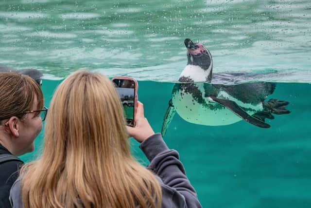 Chester Zoo hope the scheme will help to spark a lifelong passion for saving species. Photo: Chester Zoo
