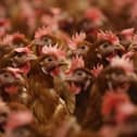 Bird flu is rare in humans and the risk to the general population is said to be low
