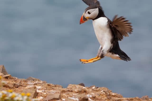 Puffin landing on Skomer
