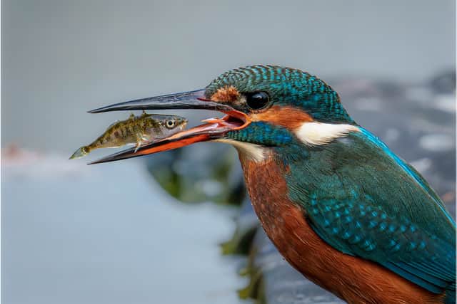 Female Kingfisher with Stickleback
