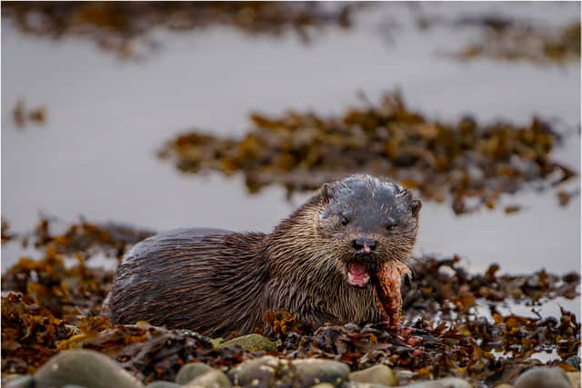 Dog Otter and Fish Meal